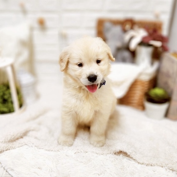 ゴールデンレトリーバーのしじみくん🐾ペットショップ犬の家近江八幡店